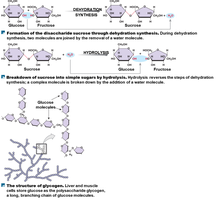 Disaccharide formation and hydrolysis
