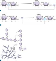 Structure of glycogen