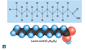 Structure of lauric acid (fatty acid)