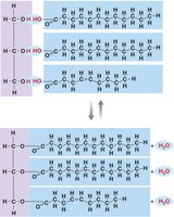 Triglyceride formation