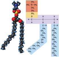 Phospholipid structure