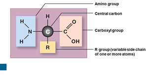 Amino acid structure