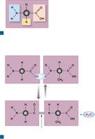 Peptide bond formation
