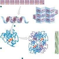 Levels of protein structure