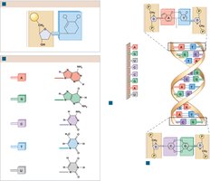 Nucleotide structure
