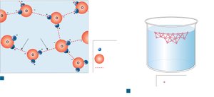 Hydrogen bonds between water molecules