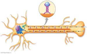 Diagram of fast axonal transport in a neuron, showing vesicles moving along microtubules with the help of kinesin proteins.