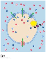Diagram showing the role of the Na+/K+ pump in maintaining the resting membrane potential.