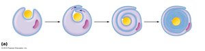 Diagram showing the process of myelin sheath formation by a Schwann cell wrapping around an axon.