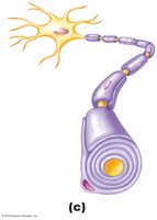 Schwann cell myelinating a single axon in the PNS.