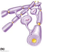 Oligodendrocyte myelinating multiple axons in the CNS.