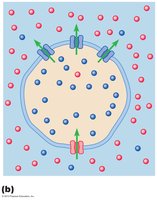 Diagram showing the movement of K+ and Na+ ions across the neuronal membrane, contributing to the resting membrane potential.