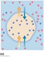 Diagram illustrating the chemical and electrical forces acting on K+ and Na+ ions in a neuron.