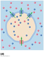 Diagram showing the steady-state balance of Na+ inflow and K+ outflow at the resting membrane potential.
