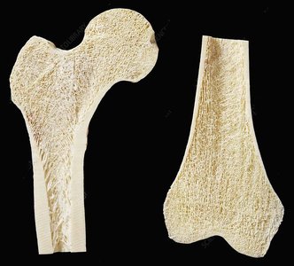 Split femur showing internal bone structure