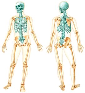 Anterior and posterior views of the human skeleton highlighting the axial skeleton
