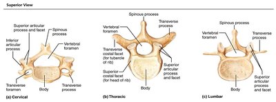 Superior view of cervical, thoracic, and lumbar vertebrae