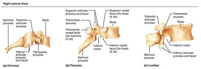 Lateral view of cervical, thoracic, and lumbar vertebrae