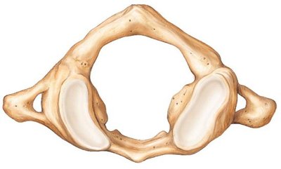 Atlas vertebra (C1)