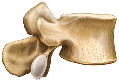 Anterior view of sacrum and coccyx