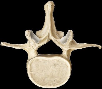 Posterior view of sacrum and coccyx