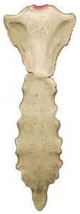 Sternum and rib anatomy