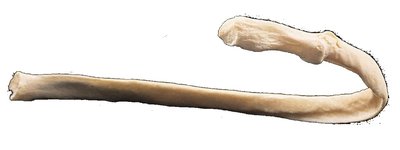 Rib structure and features