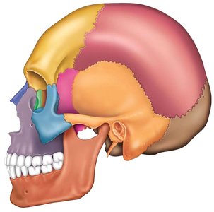 Lateral view of the skull with colored bones
