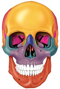 Superior view of the skull with colored bones