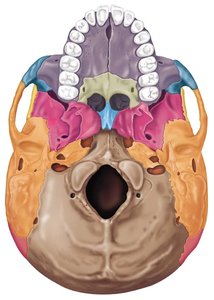 Posterior view of the skull with colored bones