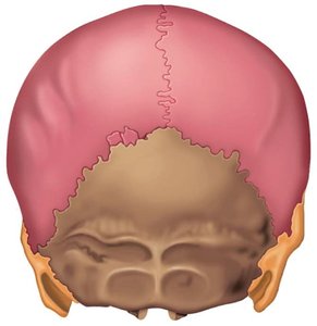 Base of the skull with colored bones