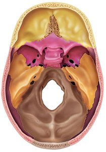 Auditory ossicles and hyoid bone