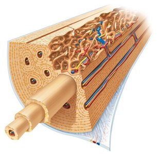 Diagram of bone cross-section showing compact and spongy bone, blood vessels, and periosteum