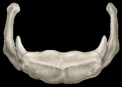 Malleus, incus, and stapes