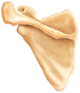 Scapula with labeled features