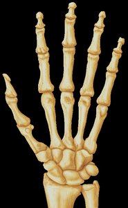Bones of the hand