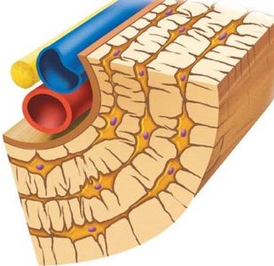 Close-up of compact bone with blood vessels and lamellae