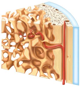 Spongy bone with trabeculae and blood supply
