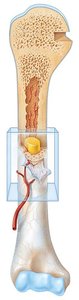 Long bone with highlighted medullary cavity and blood supply
