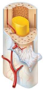 Close-up of medullary cavity with yellow marrow and blood vessels