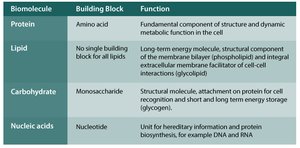 Summary table of biomolecules, building blocks, and functions