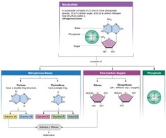 Nucleotide structure and components