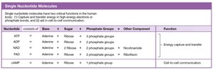 Table of single nucleotide molecules and their functions