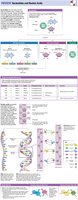 Summary of nucleic acids: DNA and RNA