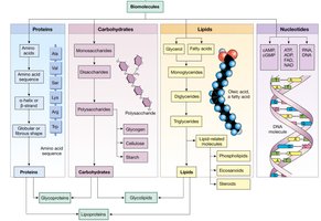 Summary figure of biomolecules, building blocks, and functions