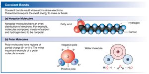 Covalent bonds: nonpolar and polar molecules