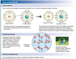 Noncovalent bonds: ionic, hydrogen, and van der Waals forces