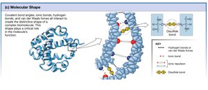 Molecular shape and its determinants