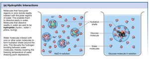 Hydrophilic interactions in solution