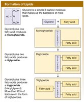 Formation of lipids: mono-, di-, and triglycerides